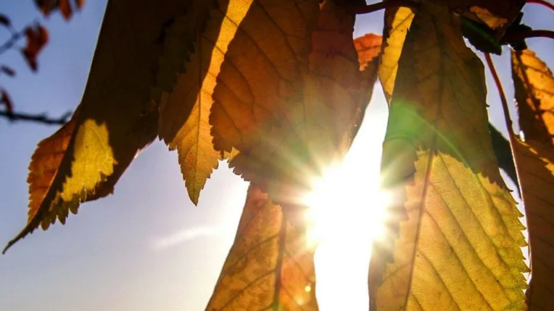 autumn leaves sunshine cbcew